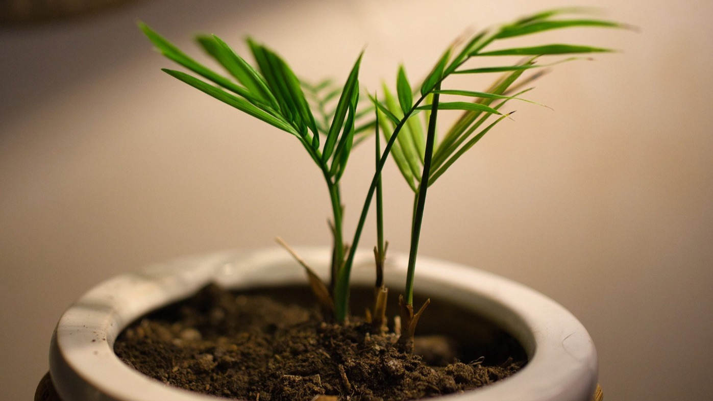 Live Areca Palm Indoor Plant
